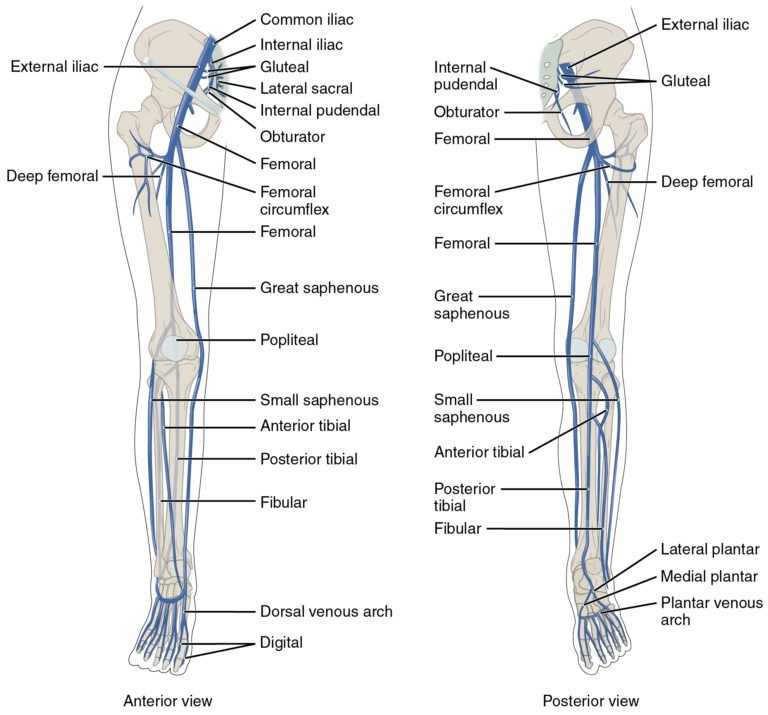 Lower Limb Venous Doppler