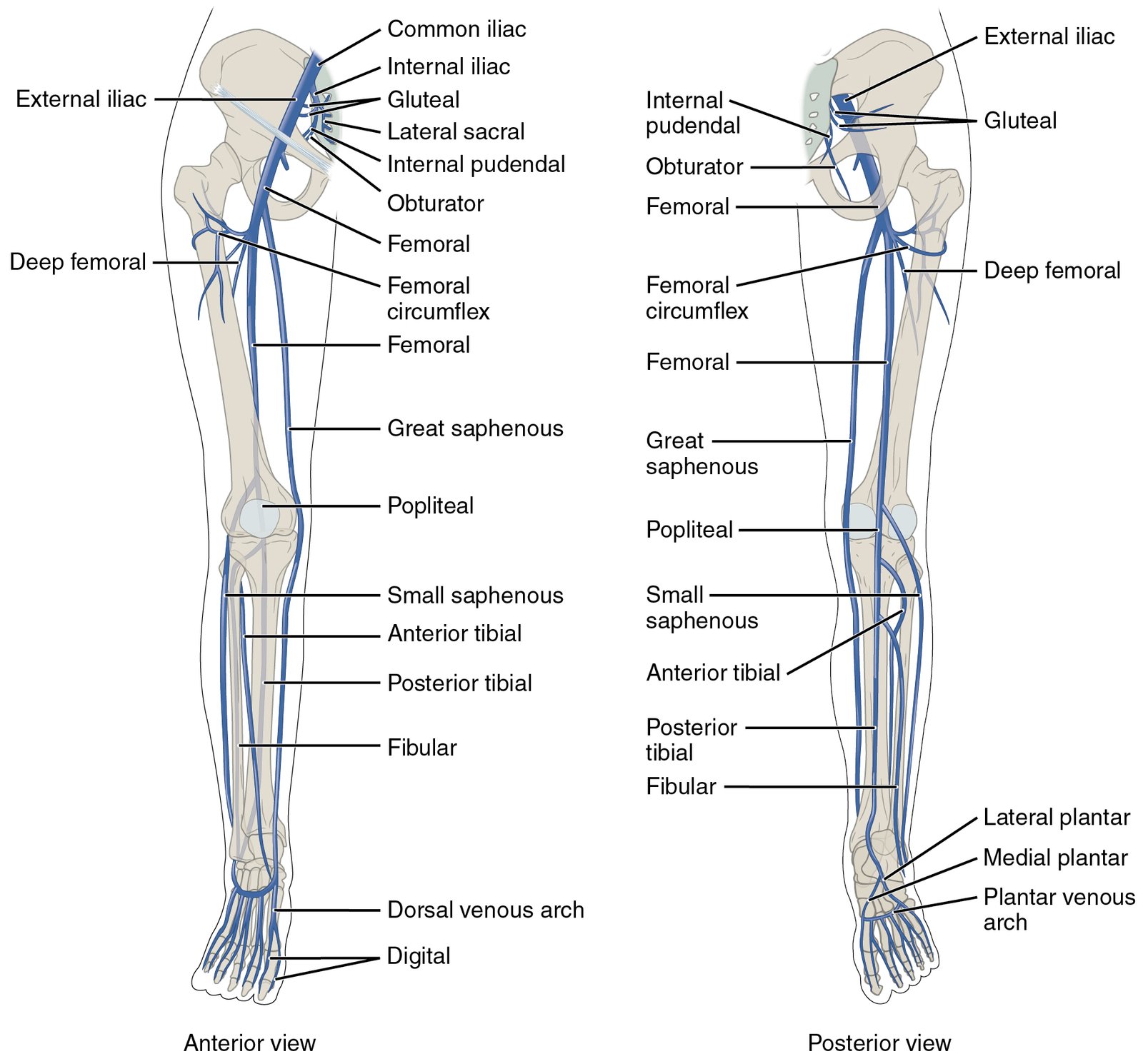 Lower Limb Venous Doppler